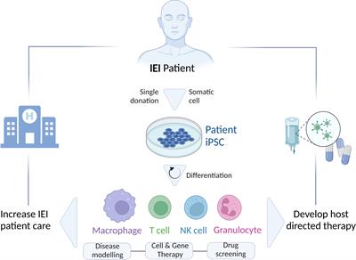 In vitro systems to study inborn errors of immunity using human induced pluripotent stem cells